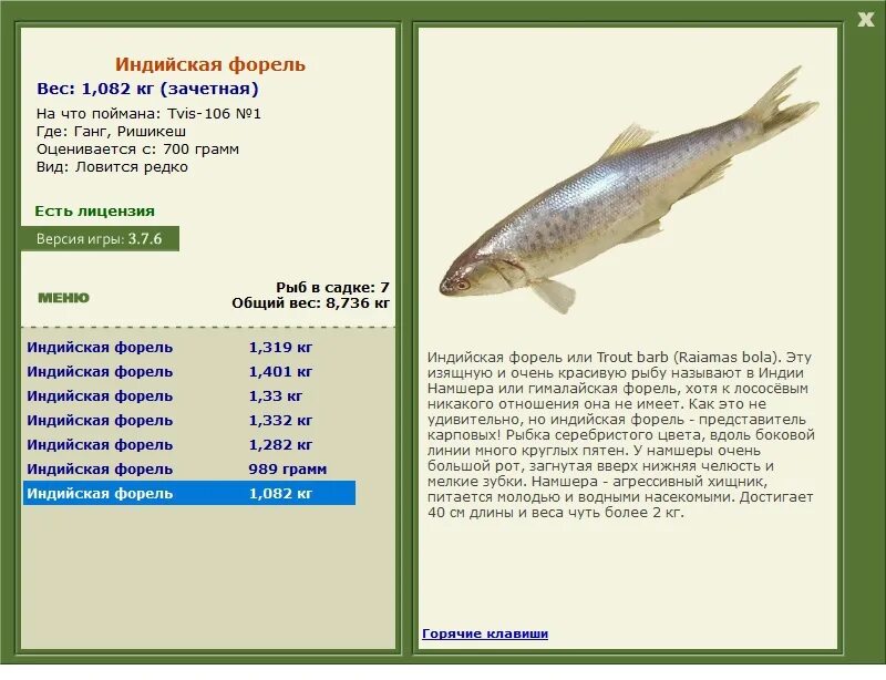 Можно ловить на телевизоре. Максимальный вес форели. Русская рыбалка 3 Снежная форель. Форель 700 грамм. Рр3 ганг.
