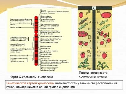 Где на практике используют генетические карты