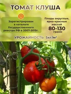 Характеристика отзывы томатов клуша