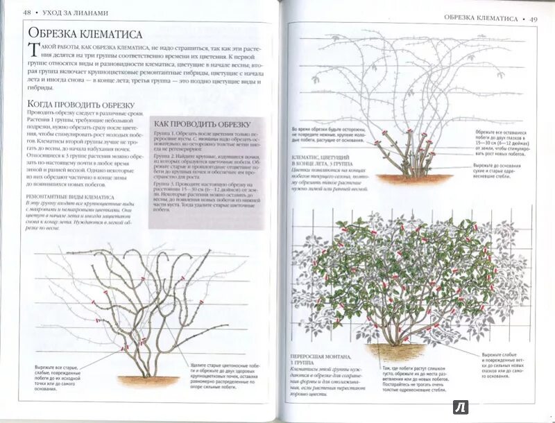 Нужно ли обрезать клематис. Клематис 2 группа обрезки. Обрезка клематисов 2 группы. Клематисы группы обрезки таблица. Клематис группа обрезки.