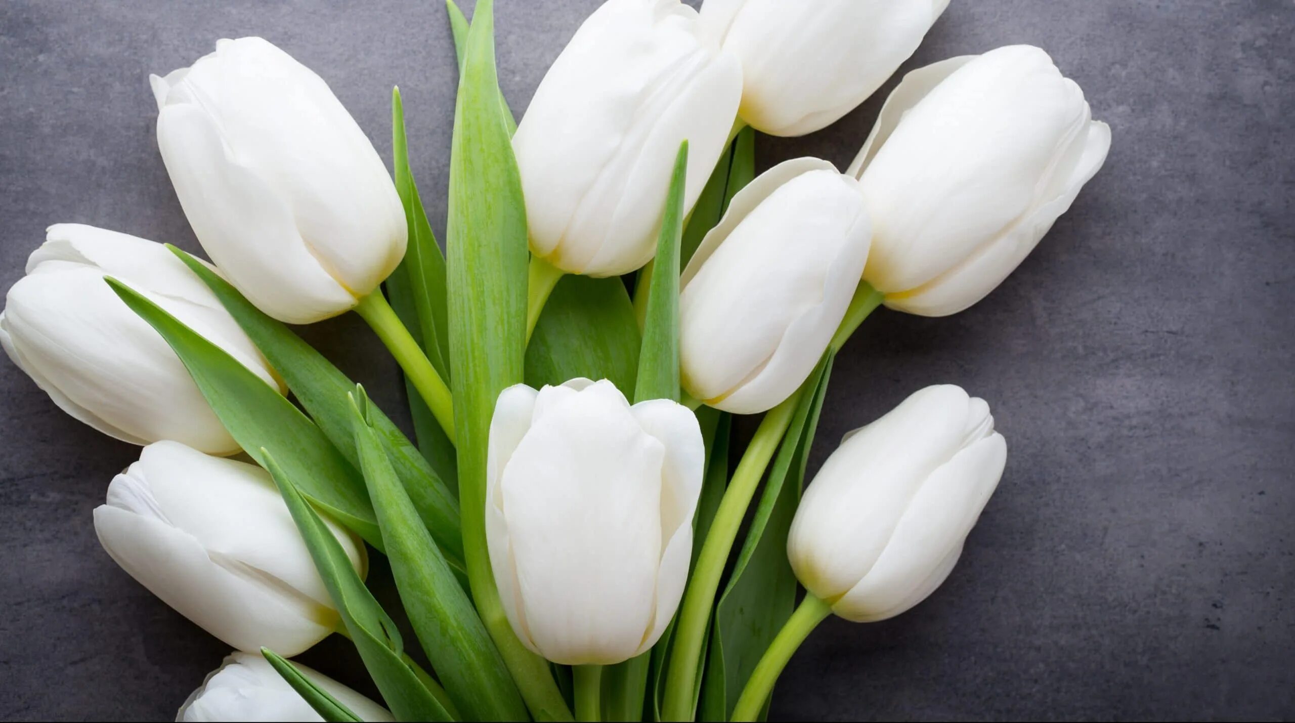 White tulip