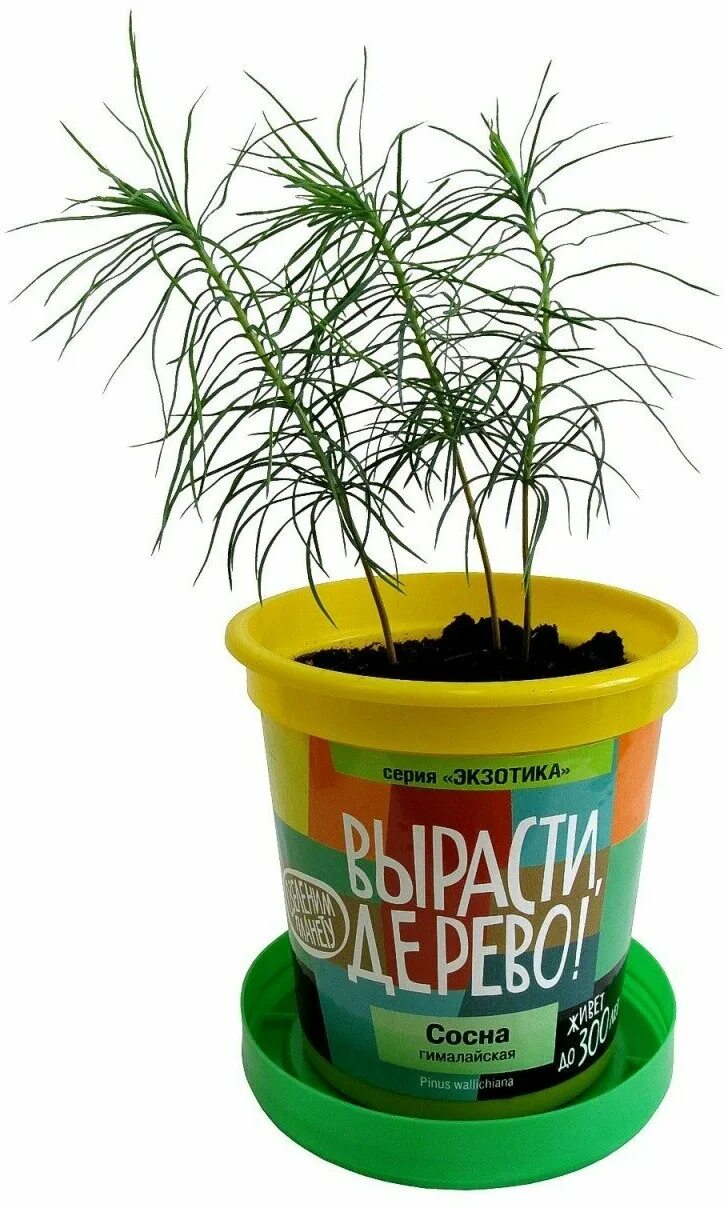 вырасти дерево домашняя новогодняя елка. вырасти дерево елка. вырасти дерево ель. домашняя елка кипарис аризонский вырасти дерево. вырасти дерево елка.