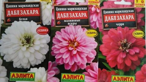 Циния захара отзывы фото и описание