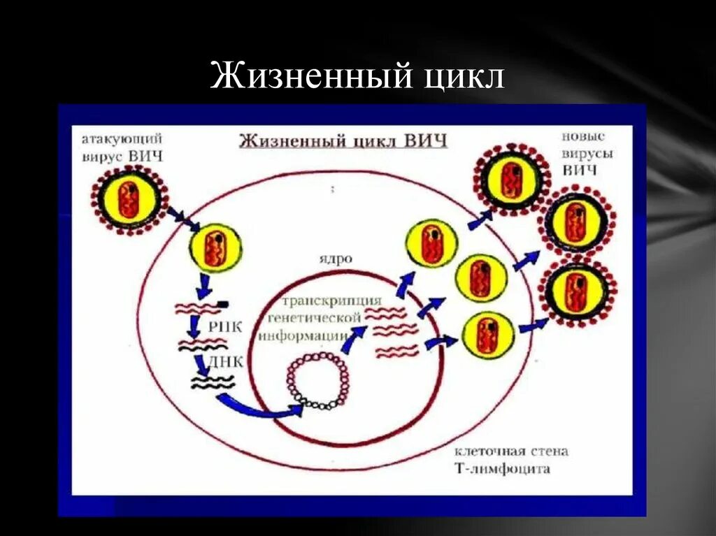 Жизненный цикл вируса иммунодефицита. Цикл ВИЧ вируса. Жизненный цикл вируса ВИЧ. Цикл развития вируса ВИЧ.