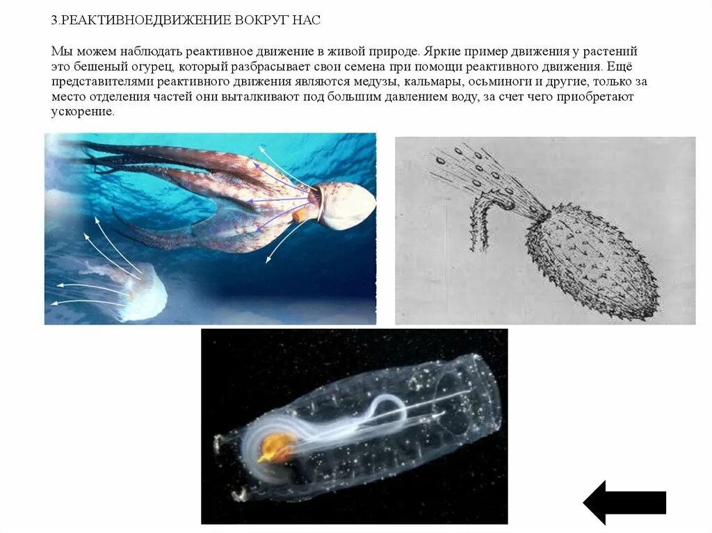 Реактивное движение реактивный двигатель. Реактивное движение в природе и технике. Реактивное движение в живой природе физика 9 класс. Примеры реактивного движения. Реактивное движение это движение.