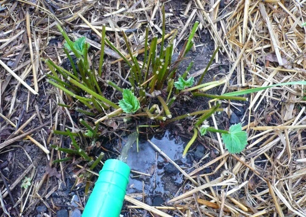 Окучивание клубники. Обрезать клубники в августе. Обрезанный куст клубники. Обрезка клубники. Обрезка клубники осенью.