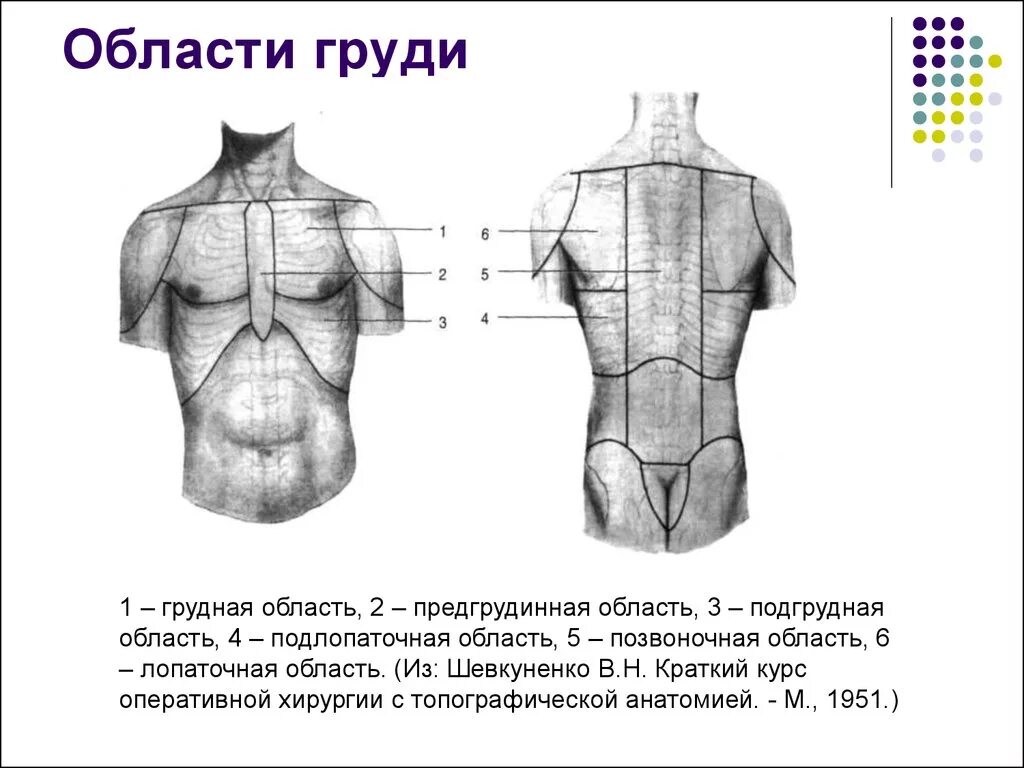 Спереди через. Топографические линии грудной клетки схема. Границы линии грудной клетки топографическая анатомия.