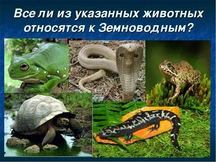 Какие виды относятся к земноводным