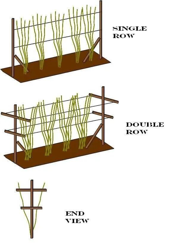 Посадка малины схема посадки. Посадка малины на шпалере. Малинник схема посадки. Схема высадки малины.