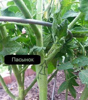 Кто такой пасынок