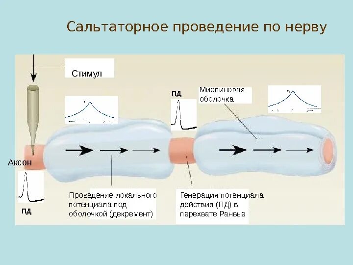 Распространение потенциала действия сальтаторное. Проведение нервного импульса по аксону. Механизм сальтаторного проведения по миелиновым волокнам. Проведение Пд и локальных потенциалов. Распространение пд