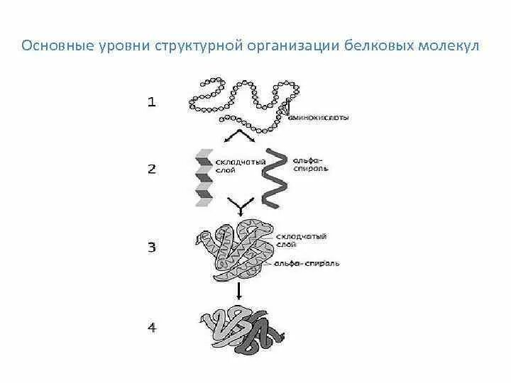 Установление уровней организации белковых молекул. Уровни структурной организации белковой молекулы. Современные представления о структурной организации белков. Установление уровня организации белковых молекул кластер. 4 организации белка