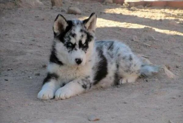 Хаски собака щенок фото редкого окраса пятнистого Pomsky Puppy Breeder Pomeranian husky puppies, Pomsky puppies, Puppies
