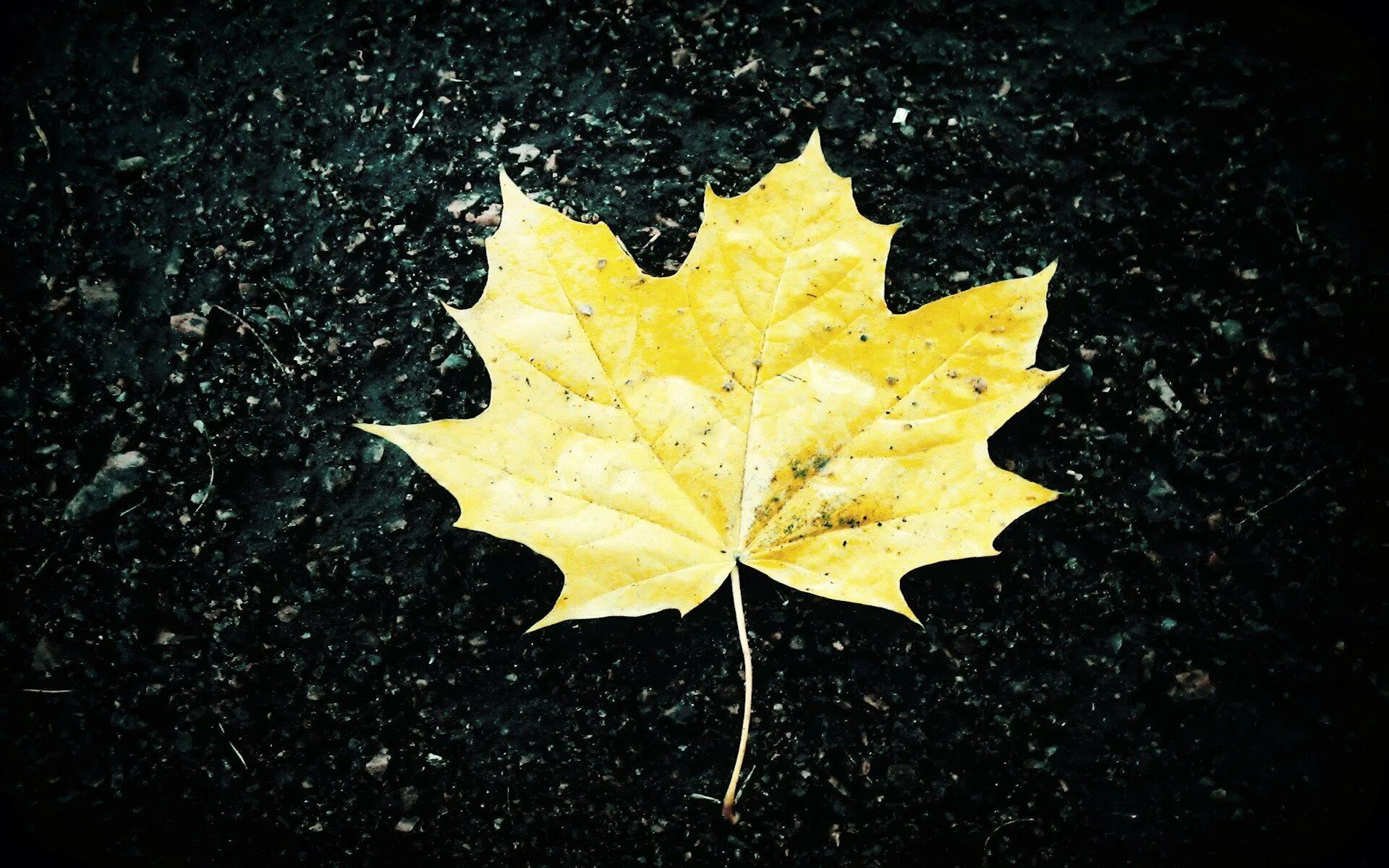 Пожелтевшие за неделю листья. Осенний кленовый лист. Кленовый лист желтый. Жёлтый лист осенний. Обои листья.
