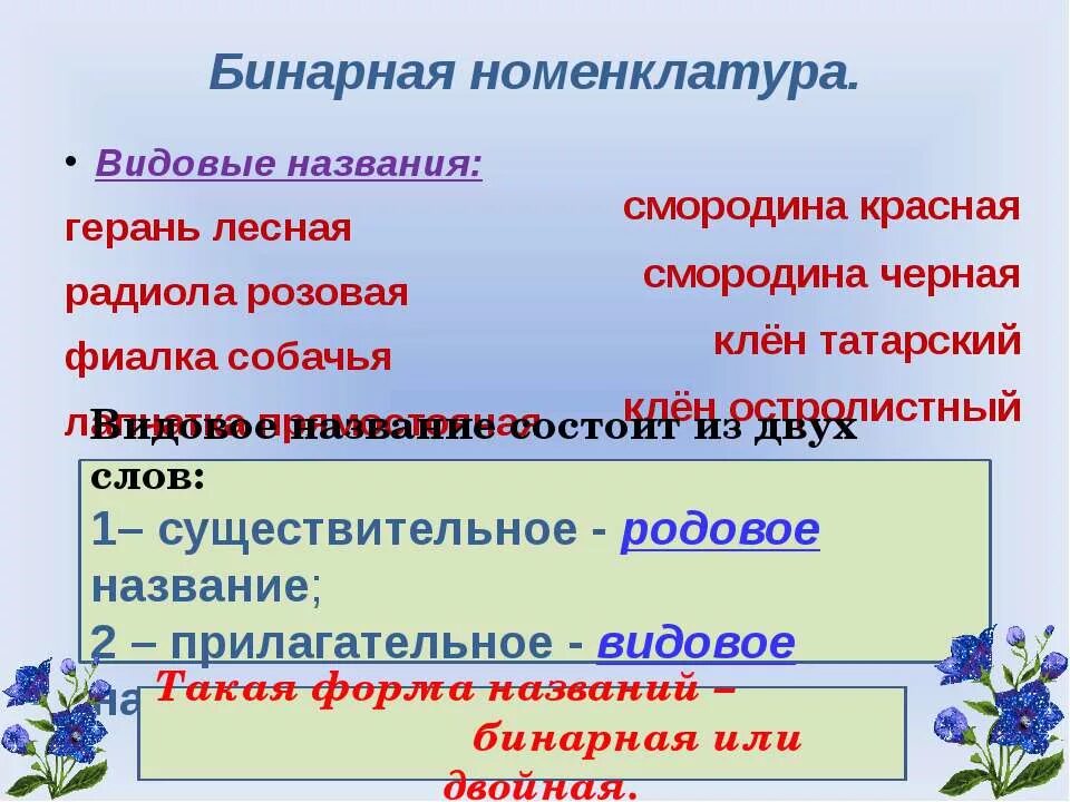 Видовое название человека