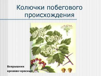 Видоизмененными побегами колючки боярышника