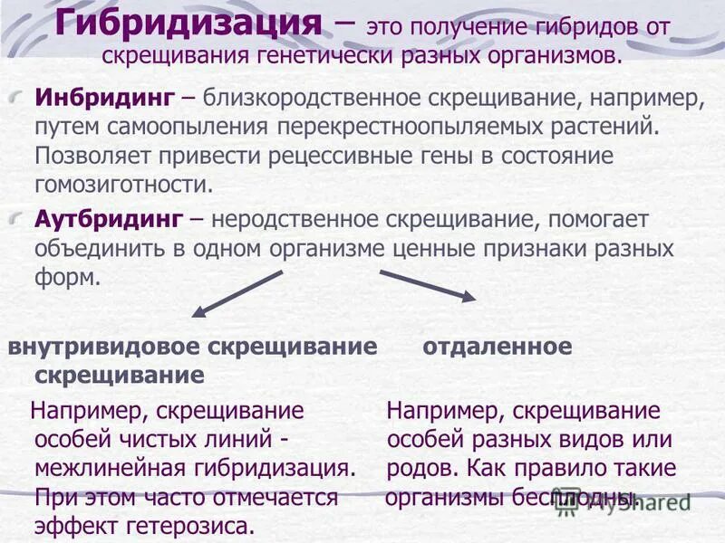 Гибридизация метод селекции. Инбридинг схема скрещивание. Скрещивание чистых линий разных сортов. Инбридинг у лошадей. Генетическая запись 1 закона менделя.