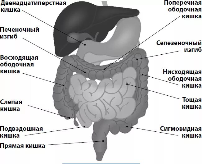 Двенадцатиперстная кишка (ДПК). Отделы 12 перстной кишки анатомия. Строение кишечника человека двенадцатиперстная кишка. Двенадцатиперстная кишка ободочная.