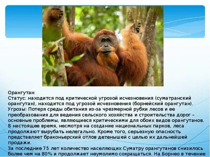Причина угрозы исчезновения орангутанга