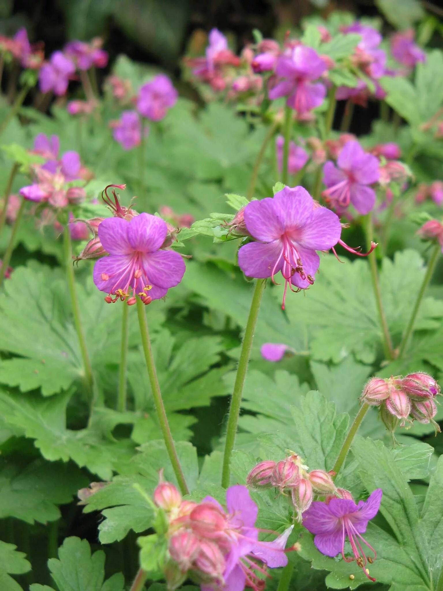 Герань крупнокорневищная. Герань крупнокорневищная Geranium macrorrhizum. Герань Балканская. Герань Bevan's variety.