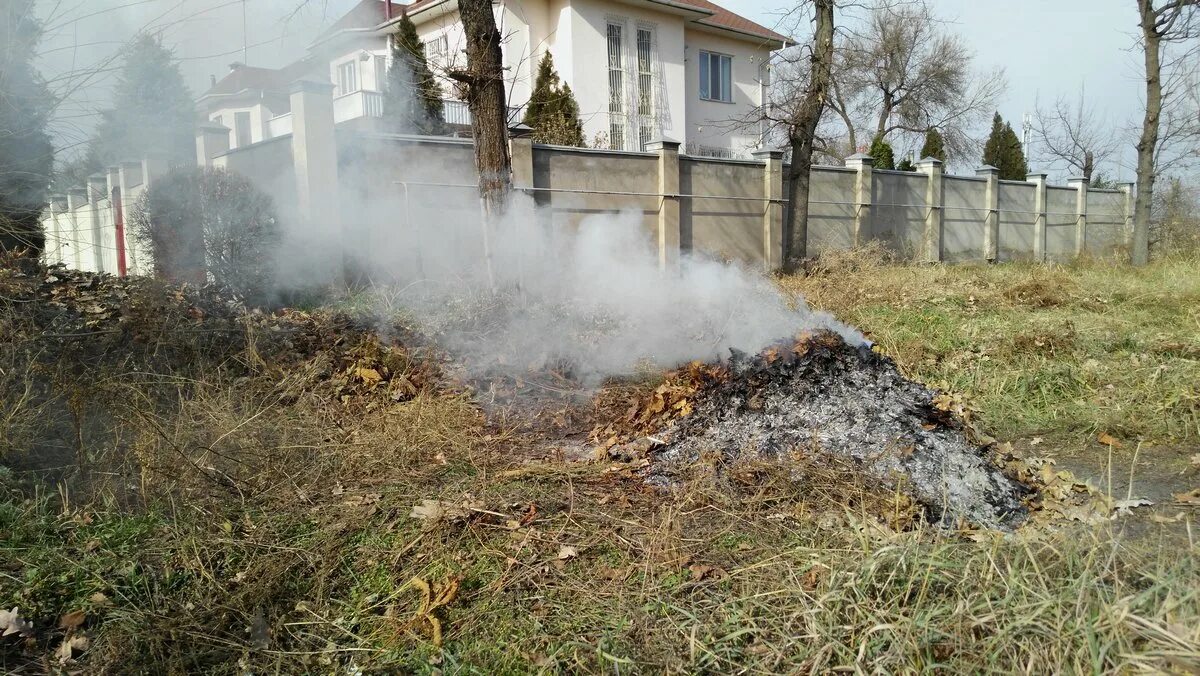 Экологические фактор сжигание листвы. Листва горит. Сжигание листвы в городе. Горение сухой листвы. Пчелы жесткий поджог листву.