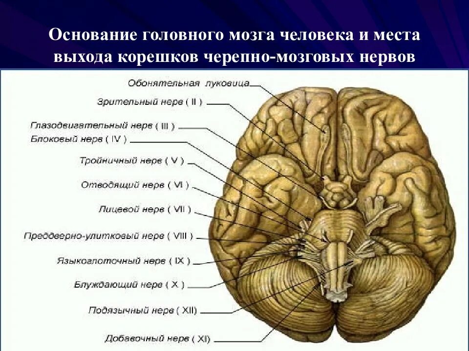 Строение мозга человека снизу. Основание головного мозга и места выхода Корешков черепных нервов. Черепно мозговые нервы на основании мозга. Строение головного мозга вид снизу анатомия. Проведенные на головном мозге