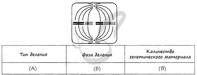 Митоз мейоз тест егэ. Рассмотрите рисунок назовите тип и фазу деления ядра клетки. назовите фазу деления клетки. назовите тип и фазу деления. митоз мейоз задания егэ.