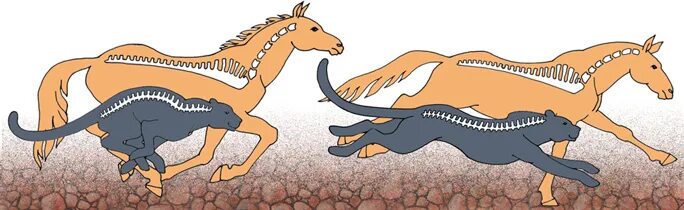 Движение млекопитающих. Движение животных. животное в движении. рисунок передвижения животных. движения животных для детей.