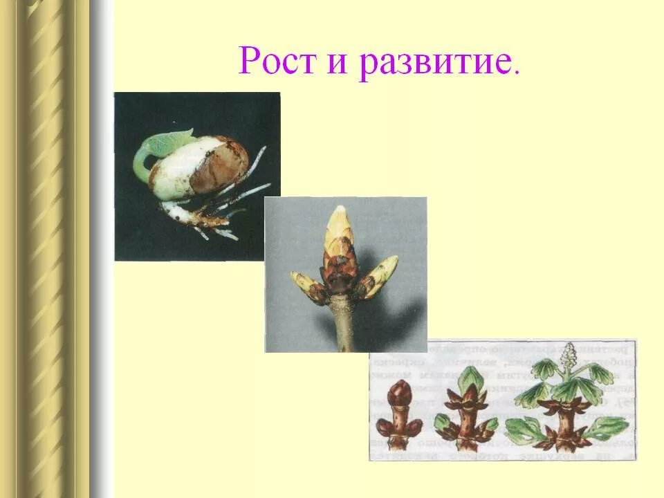 Рост,/развитие и размножение цветов. Рост и развитие животных. Проект рост и развитие животных. Рост развитие и размножение растений.