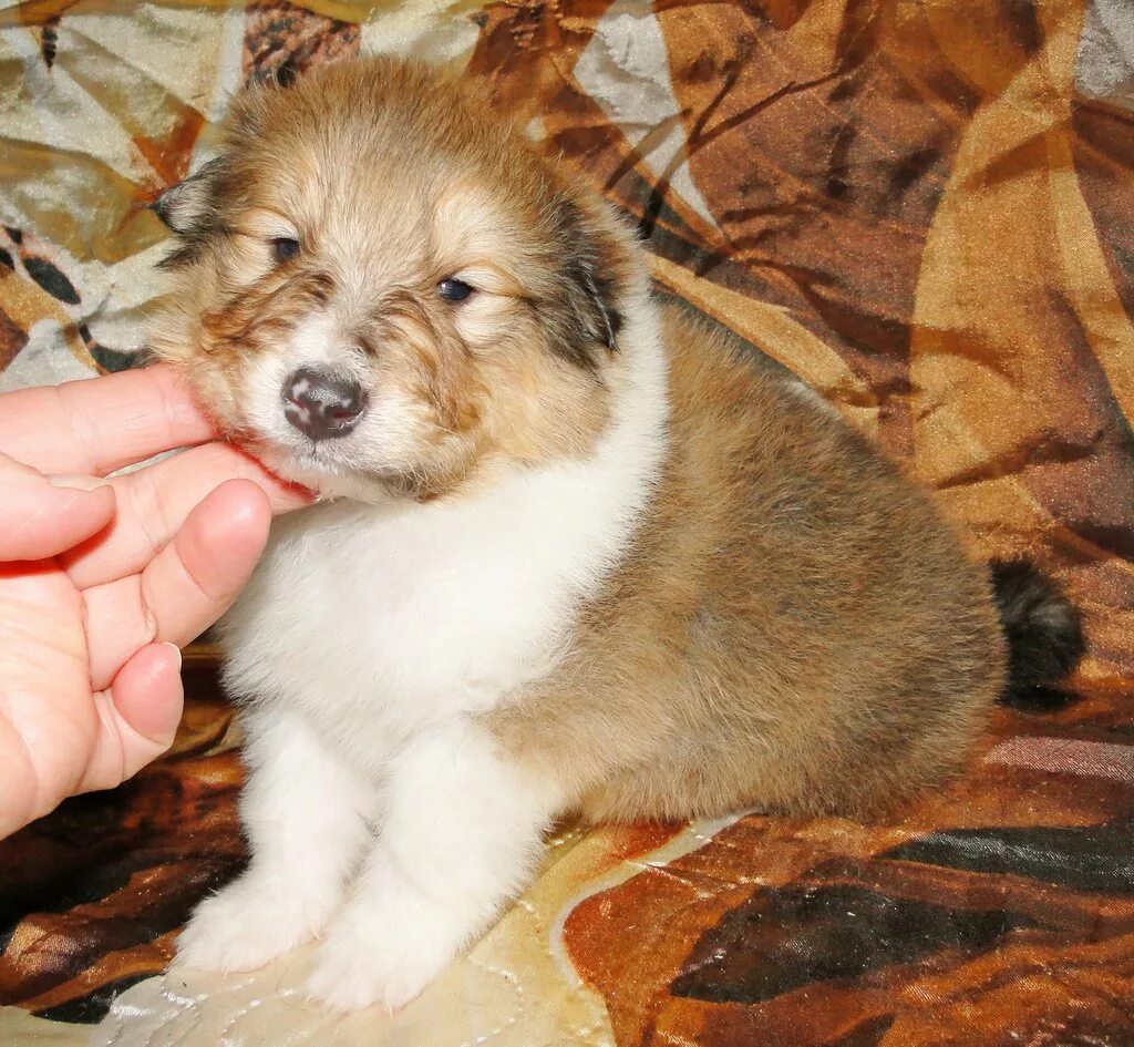 Щенок колли 1 месяц. Щенок шелти 1 месяц. Купить собаку в вологде