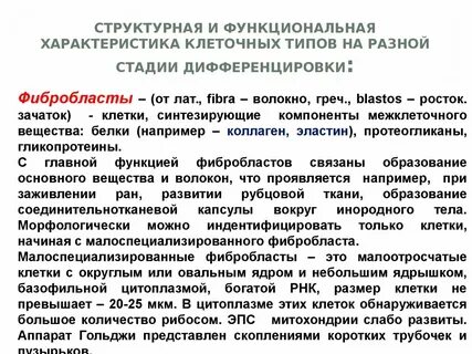 Функциональная клетка