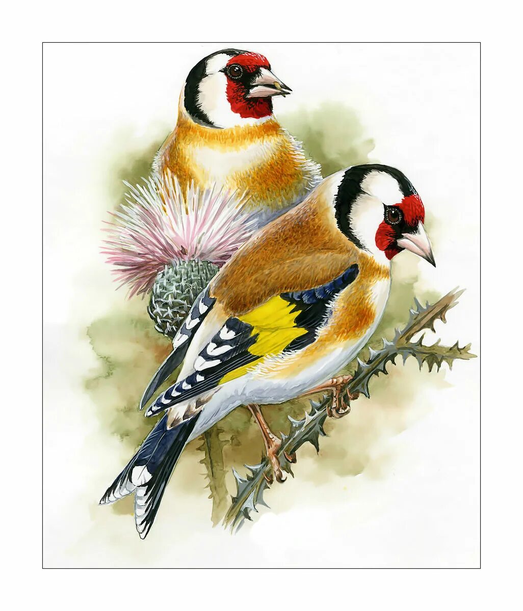 Белоухий монарх птица. Белоухий лиотрикс. Природа птицы. Птица карандашом. Картина птицы.