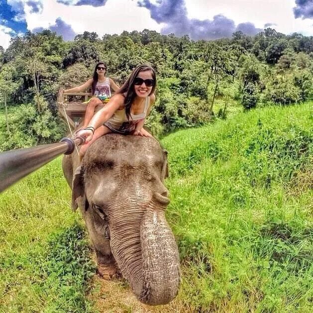 Elephant go go