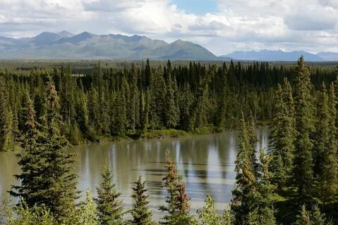 Бореальные хвойные леса
