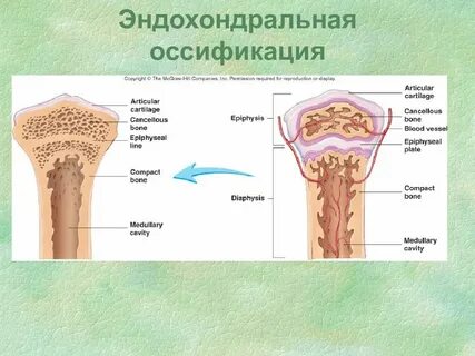 Оссификация это