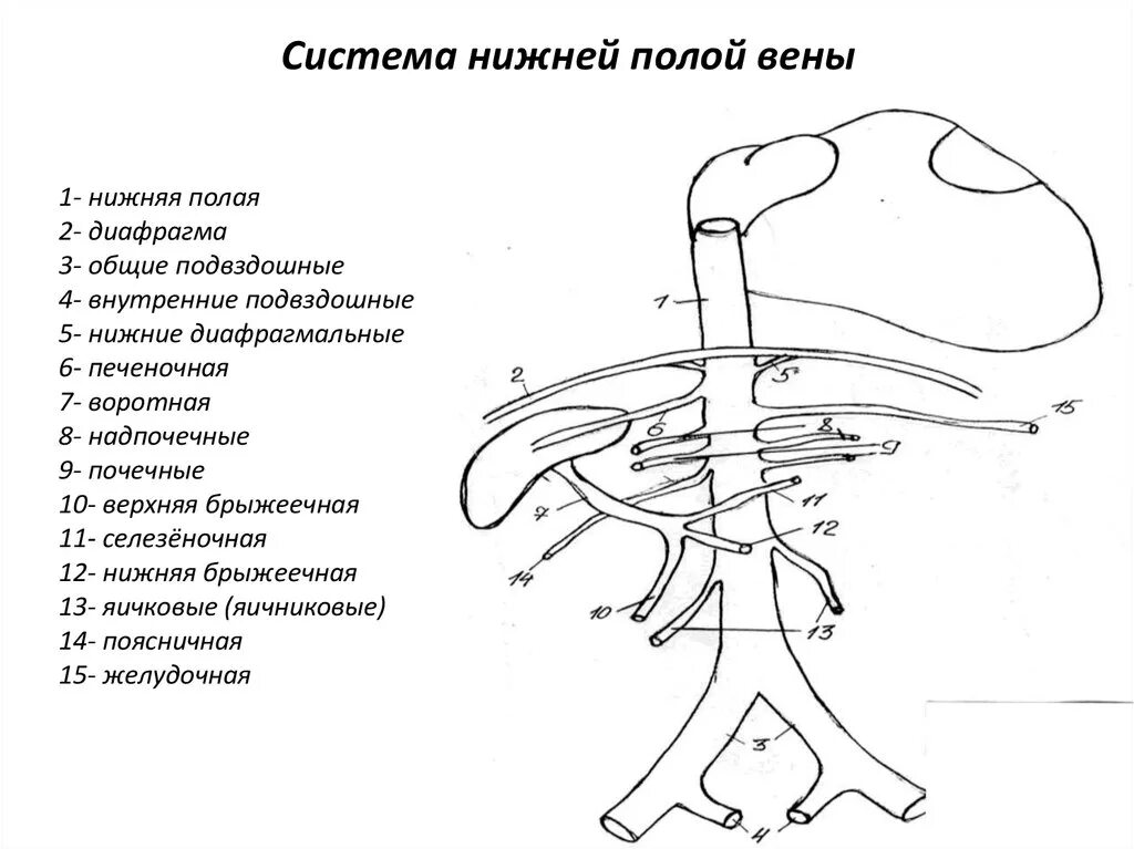 Система нижней полой вены схема. Система верхней и нижней полой вены схема. Нижняя полая Вена схема. Верхняя полая Вена анатомия схема.