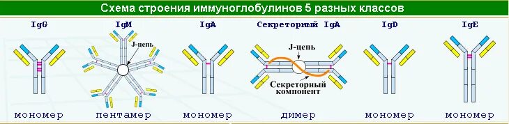 Схема строения иммуноглобулина. Схема строения иммуноглобулинов различных классов. Схема строения антител (иммуноглобулина g). Схему строения секреторного iga. Иммуноглобулин слизистых оболочек