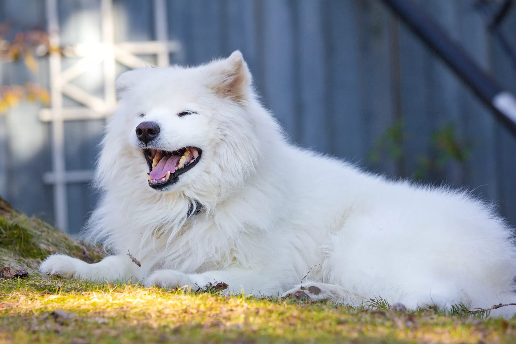 Большая белая собака. Самоед собака. Самоедская лайка белая. Шпиц самоед. Арктический шпиц самоед.