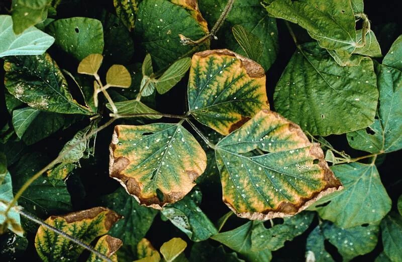 горох посевной схема. клевер однодольное или двудольное растение. клубеньки на корнях клевера. горох бобовые. бактериальные клубеньки бобовые.