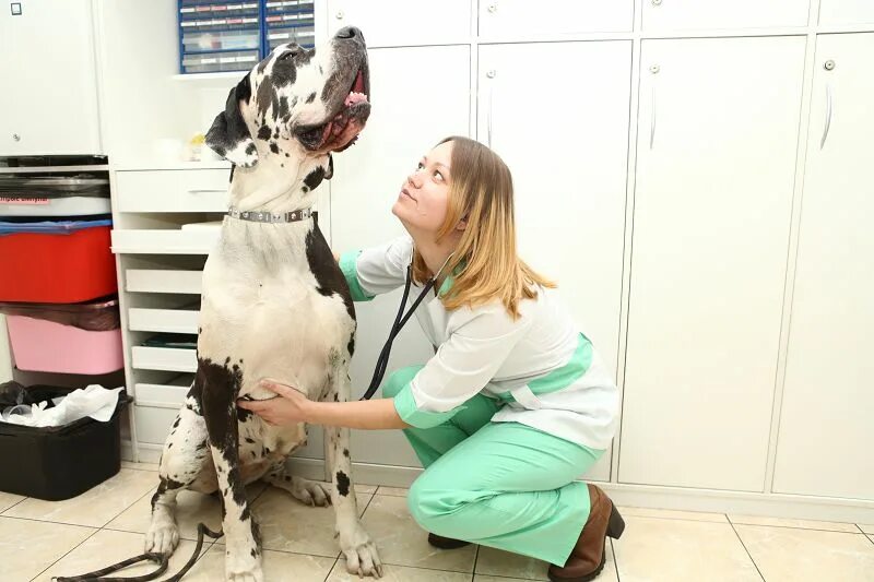 Belanta vet. Стационар для животных. Belanta vet. Ветеринария и жизнь. Консультация ветеринара.