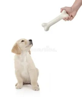 Дали косточку щенку