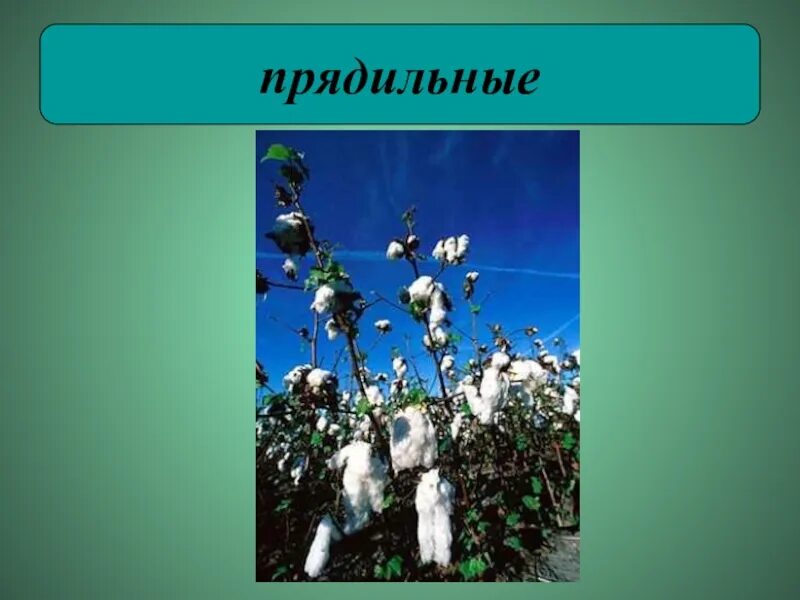 Прядильные. Прядильные растения кузбасса. прядильные 2 класс окружающий мир прядильные растения. прядильные растения пермского края. прядильные растения 2 класс окружающий мир.