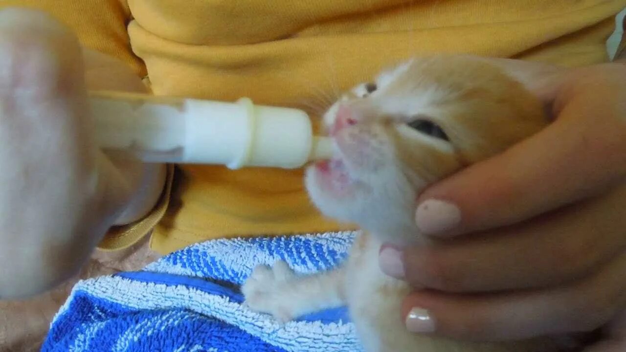 Пипетка для новорожденных котят. Приспособление для искусственного вскармливания котят. Кормление новорождённого котёнка. Вскармливание новорожденных котят. Как выкормить новорожденного котенка