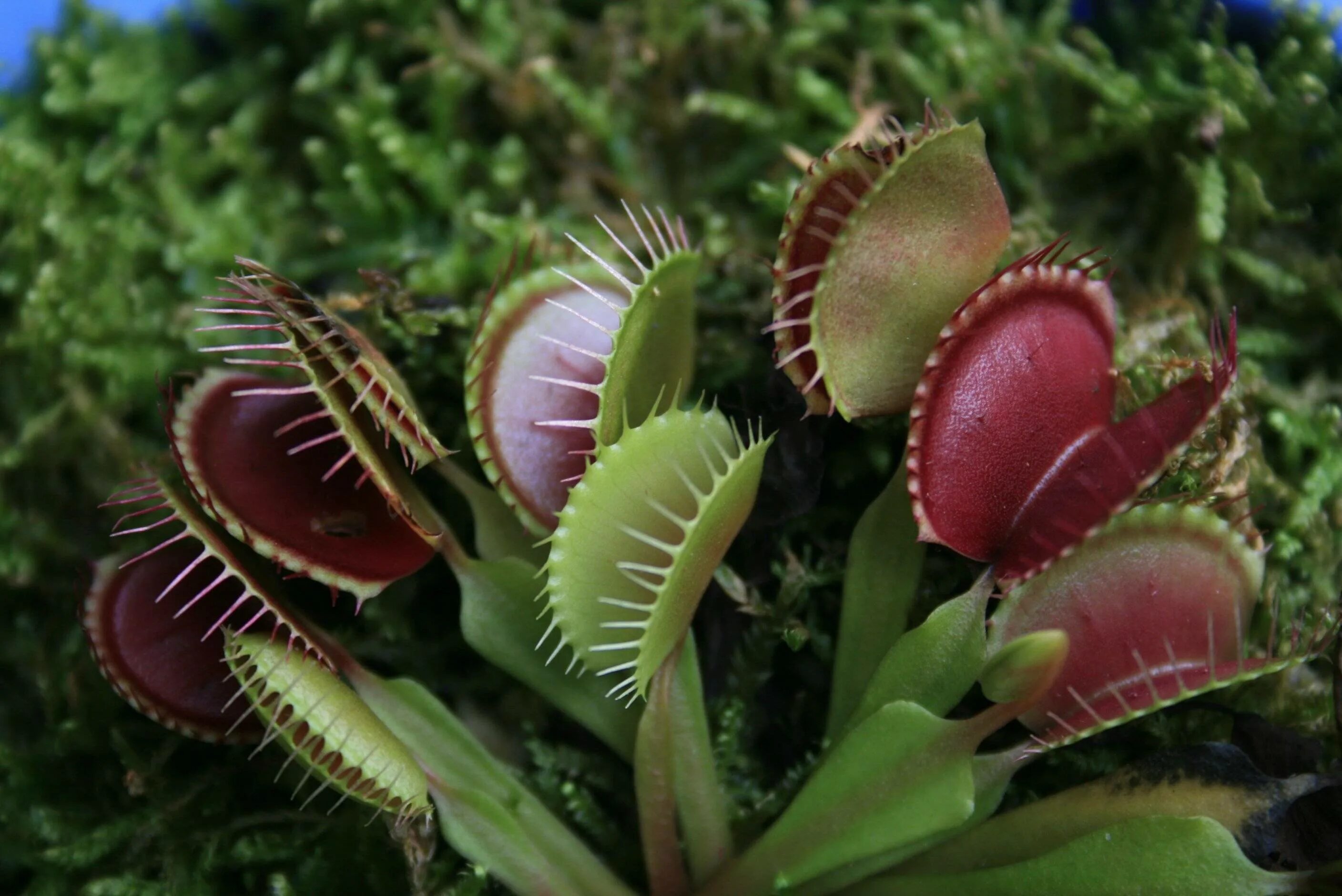 Дионея мухоловка. Венерина мухоловкаоловка\. Венерина мухоловка (Dionaea muscipula). Дионея хищник. 5 новых видов растений