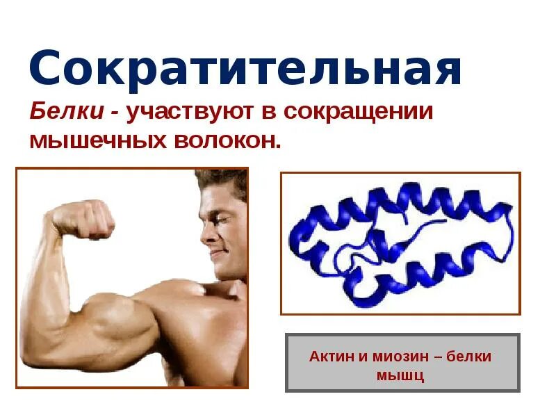 Строение мышечного волокна. Строение мышечной клетки. Структурные белки мышечной ткани где находятся. Белок мышечных волокон 5 букв. Сократительные белки актин и миозин.