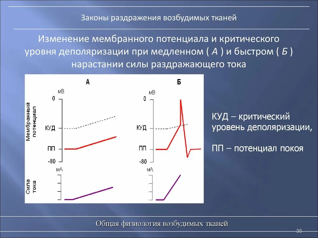 Нарастание силы. Закон силы раздражения возбудимых тканей. Критический уровень деполяризации. Критические уровень дипорязации. Критический уровень реполяризации.