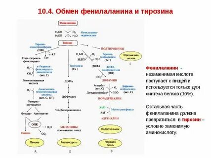 Особенности обмена и роль тирозина