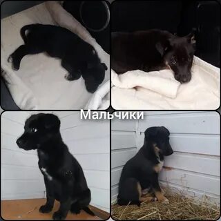 Одновременно щенки одновременно одновременно одновременно