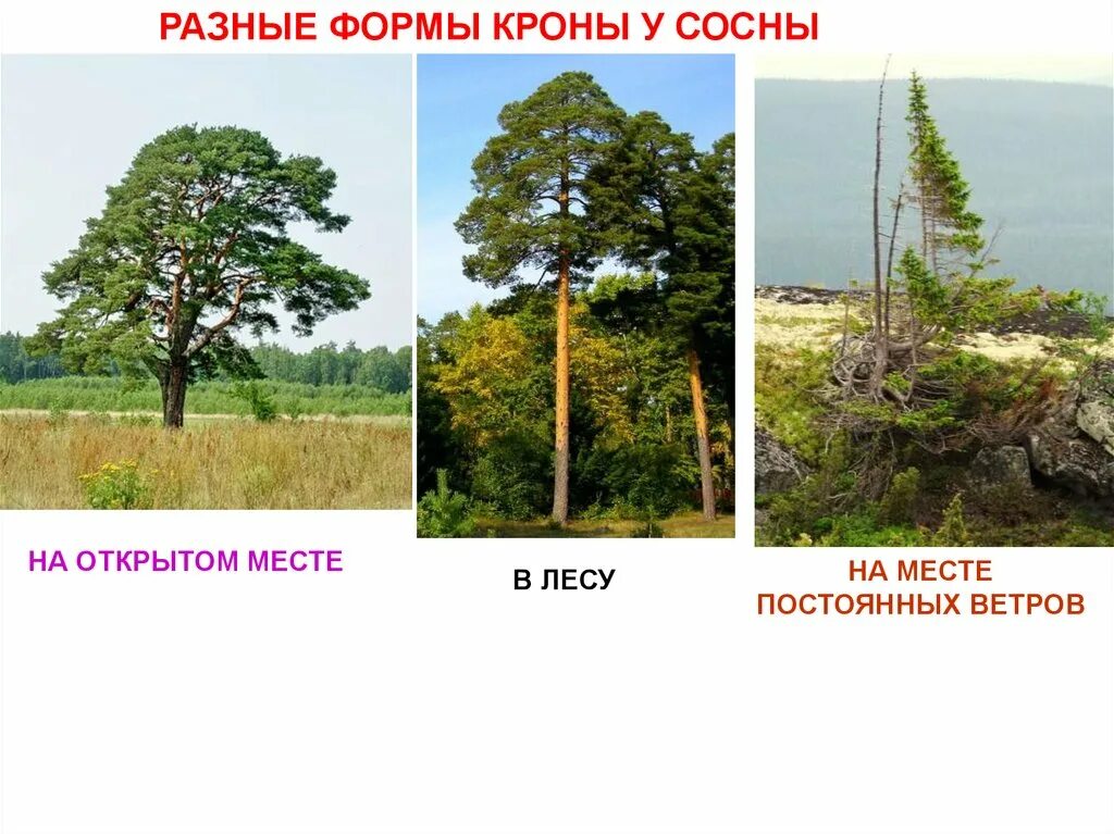 Различие леса. Форма кроны у сосны. Вид на кроны сосен. Сосна на открытом месте. Сосна растущая на открытом месте.