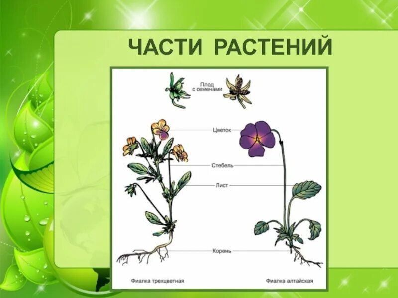 Презентация растение 2 класс окружающий мир. Части растения. Растения части растений. Окружающий мир части растений. Разнообразие растений.